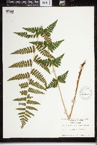 Dryopteris cristata x intermedia image