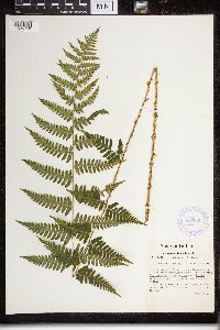 Dryopteris cristata x intermedia image