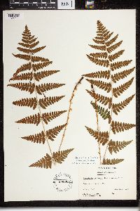 Dryopteris cristata x intermedia image