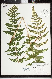 Dryopteris cristata x intermedia image