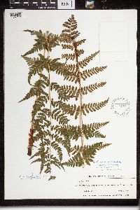 Dryopteris cristata x intermedia image