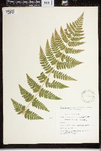 Dryopteris cristata x intermedia image