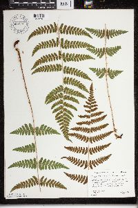 Dryopteris cristata x intermedia image