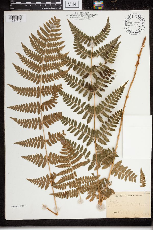 Dryopteris cristata x intermedia image