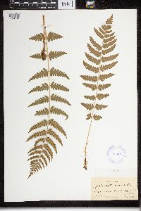 Dryopteris cristata x marginalis image