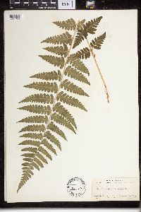 Dryopteris cristata x marginalis image