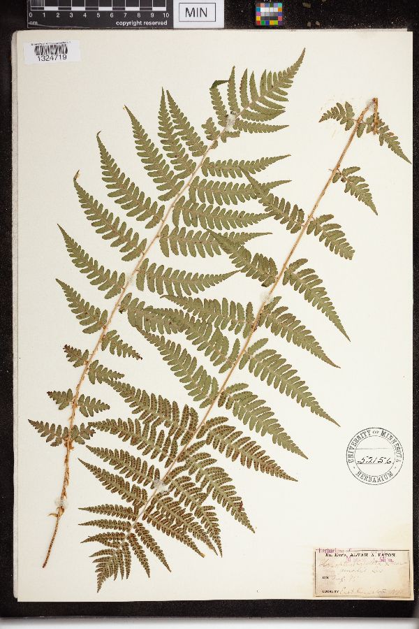 Dryopteris cristata x marginalis image