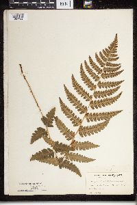 Dryopteris cristata x marginalis image