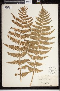 Dryopteris cristata x marginalis image