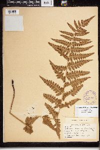 Dryopteris cristata x marginalis image