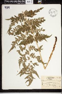 Dryopteris cristata x marginalis image