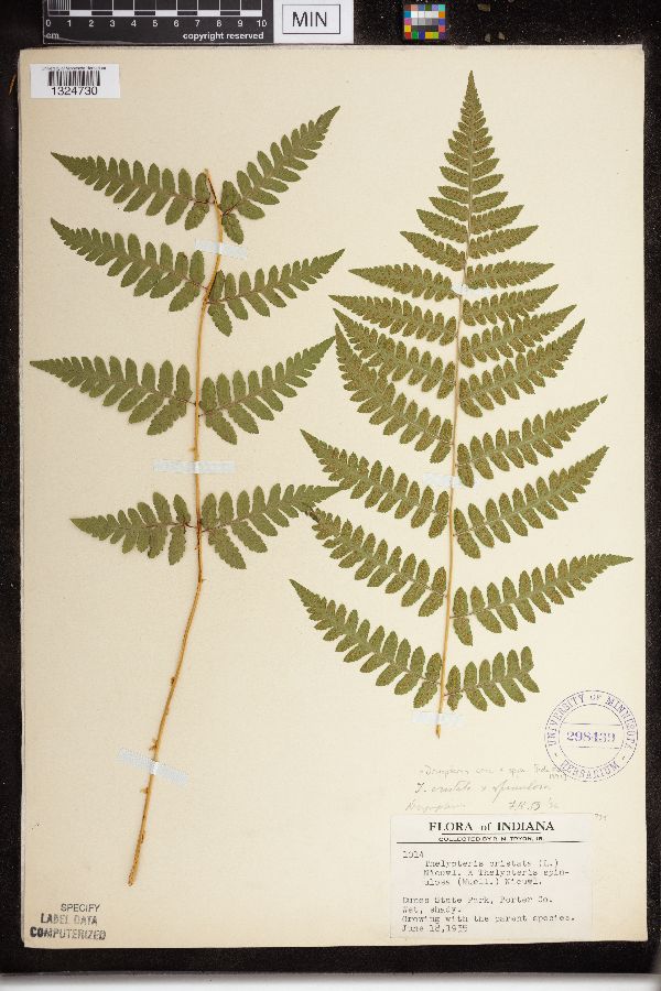 Dryopteris cristata x spinulosa image
