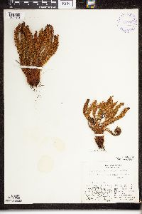 Dryopteris fragrans image