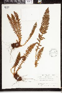 Dryopteris fragrans image