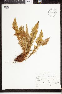 Dryopteris fragrans image