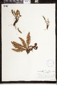 Dryopteris fragrans image