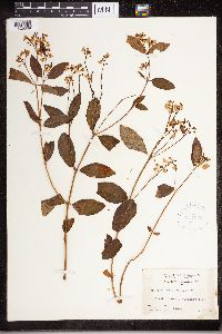 Apocynum androsaemifolium var. glabrum image
