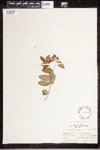 Apocynum androsaemifolium var. glabrum image