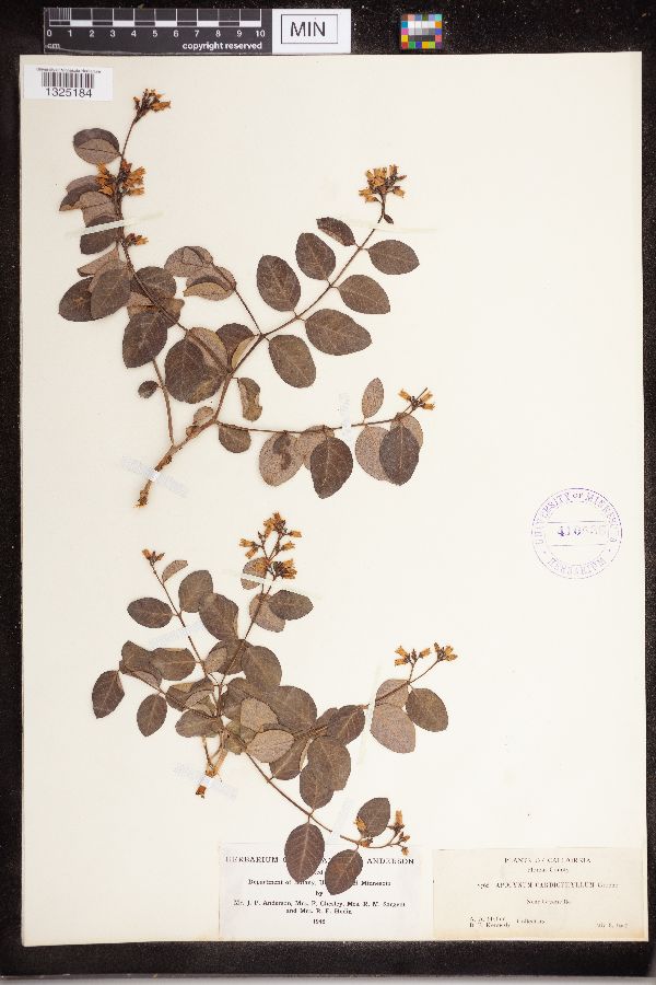 Apocynum cardiophyllum image
