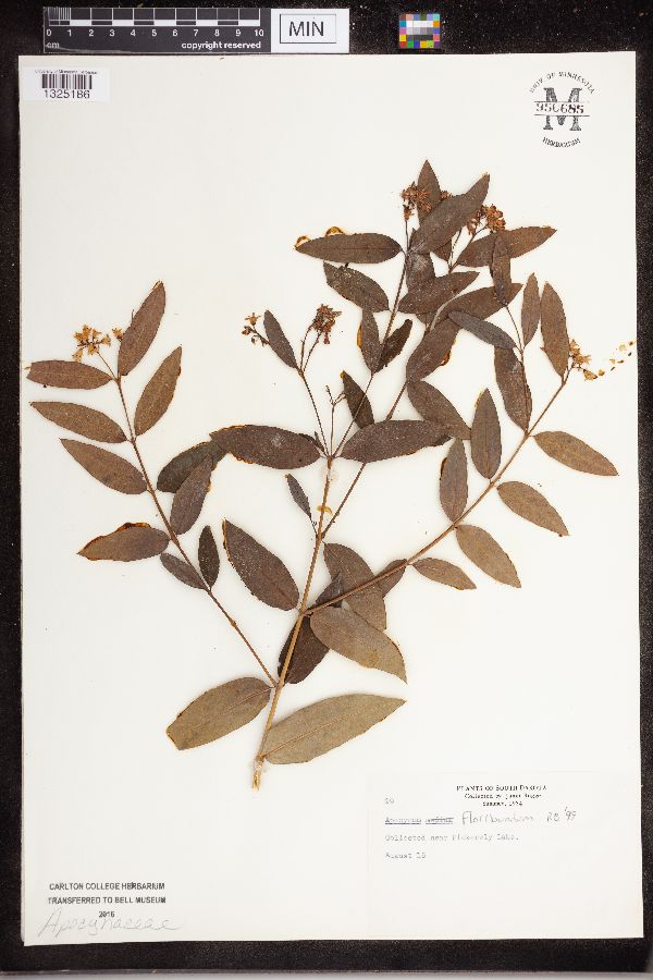 Apocynum x floribundum image