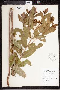 Apocynum cannabinum image