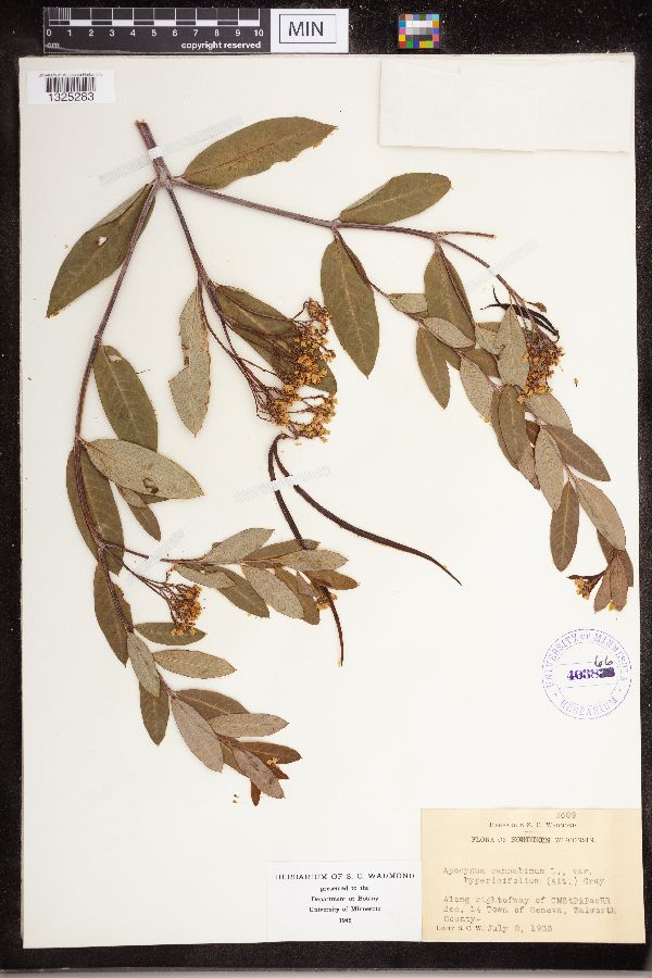 Apocynum cannabinum var. hypericifolium image