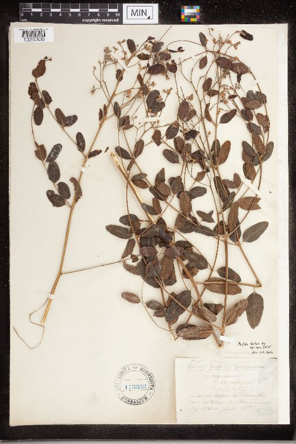 Apocynum venetum image