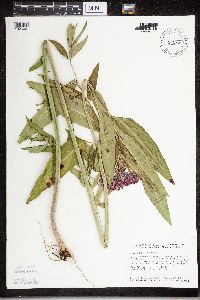 Asclepias incarnata image