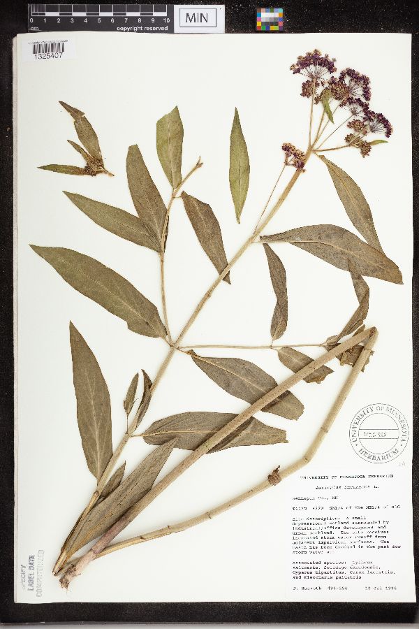 Asclepias incarnata var. incarnata image