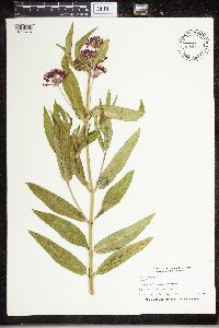 Asclepias incarnata image