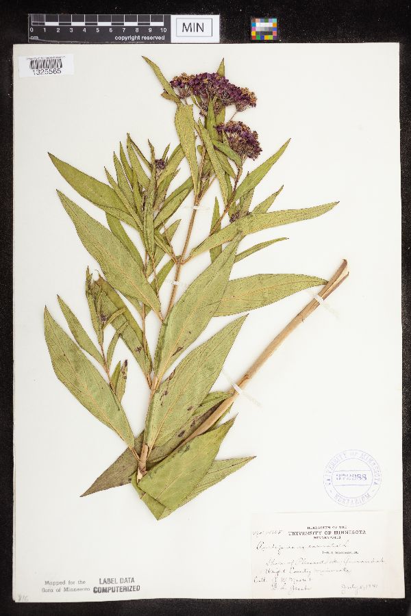 Asclepias incarnata image