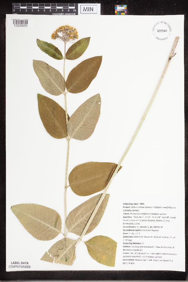 Asclepias ovalifolia x syriaca image