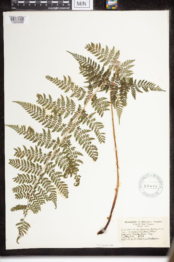 Dryopteris intermedia image