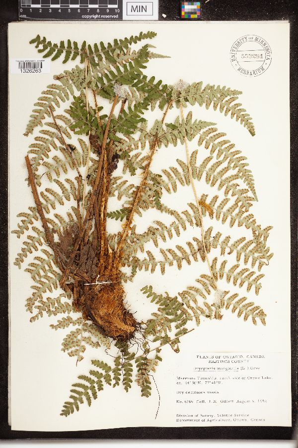 Dryopteris image