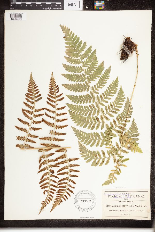 Dryopteris ampla image