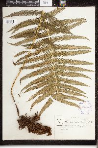 Image of Dryopteris cheilanthoides