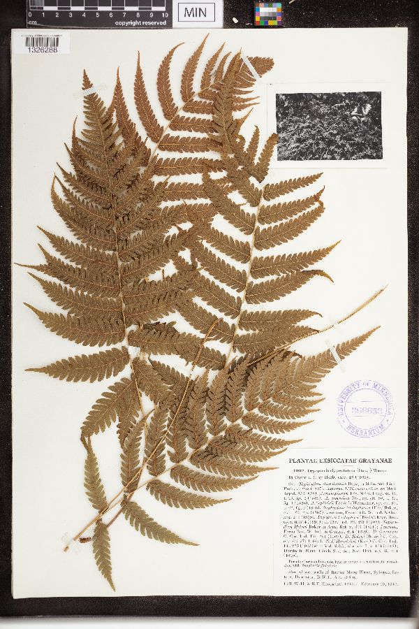 Dryopteris clypeolutata image