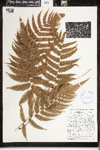 Dryopteris clypeolutata image