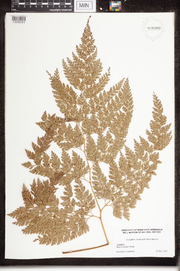 Dryopteris denticulata image