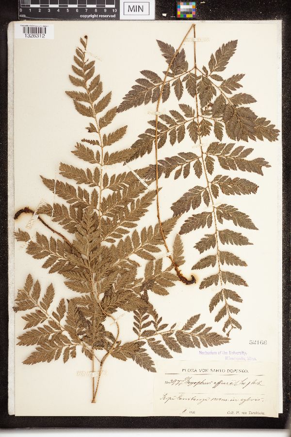 Dryopteris effusa image
