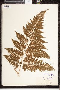 Parapolystichum effusum subsp. effusum image