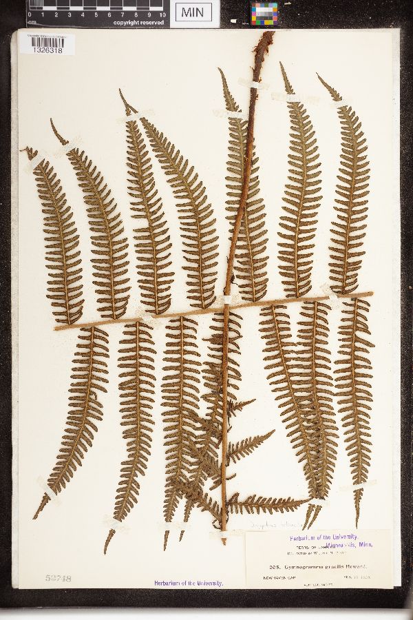 Dryopteris heteroclita image