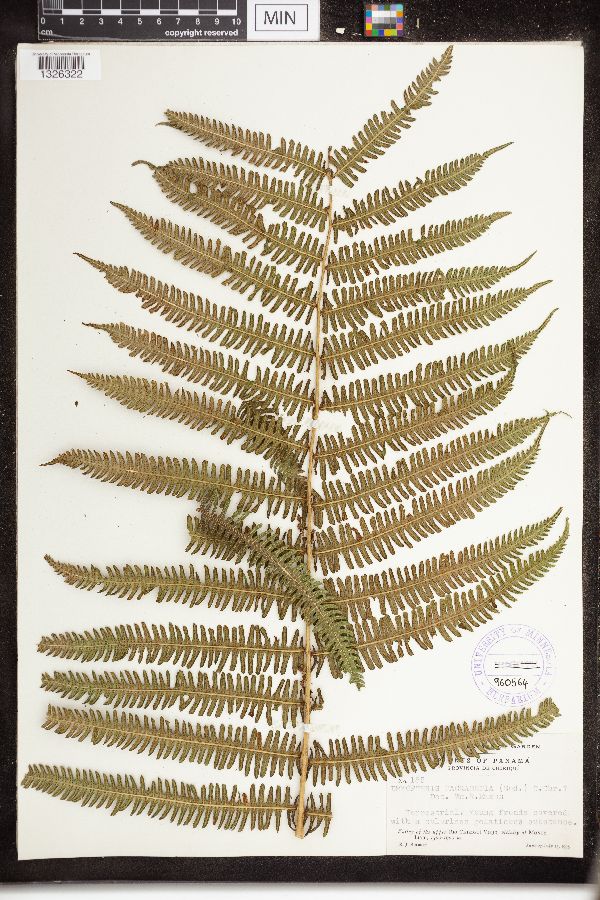 Dryopteris macradenia image