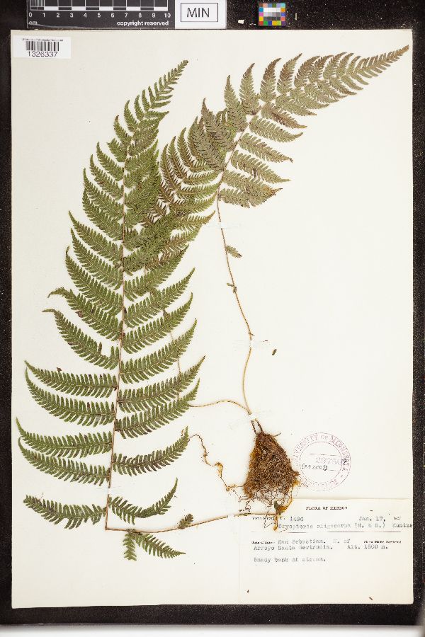 Dryopteris oligocarpa image