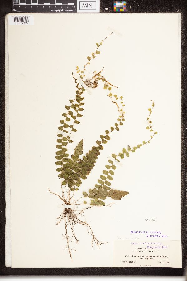 Dryopteris reptans image