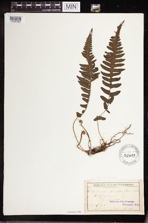 Dryopteris sclerophylla image