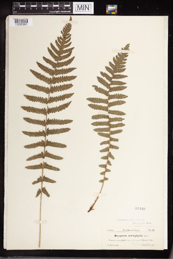 Dryopteris sclerophylla image
