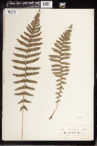 Dryopteris sclerophylla image