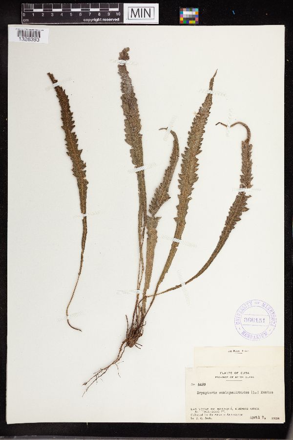 Dryopteris scolopendrioides image