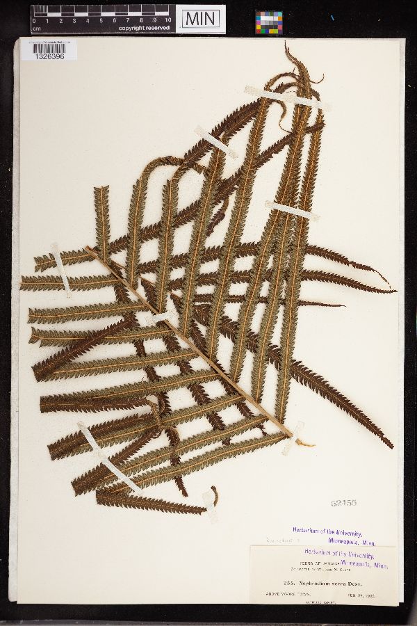 Dryopteris serra image